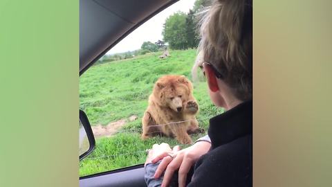 Woman In A Car Waves At Bear And He Waves Back