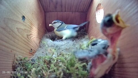 25th May 2021 - What to say? - Blue tit nest box live camera