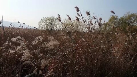 Looking at the reed forest road.