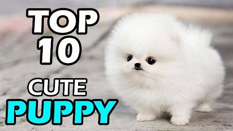 TOP 10 CUTE PUPPY BREEDS🐱🐱