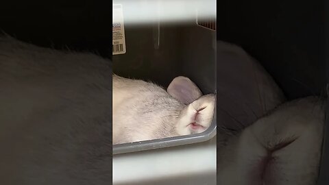 My Flemish buck loves his nesting box!