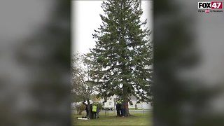 Harvesting the 2018 State of Michigan Christmas Tree