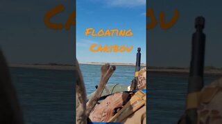 Floating Caribou!