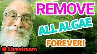Get Rid of Algae in Your Tank Forever | Live Chat w/FatherFish