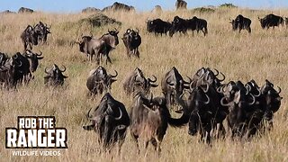 Migrating Herds Cross The Plains | Lalashe Maasai Mara Safari