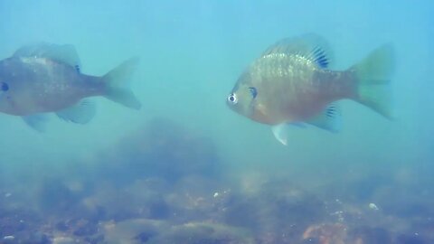 Shad, Bass, and Bream in the Tennessee River