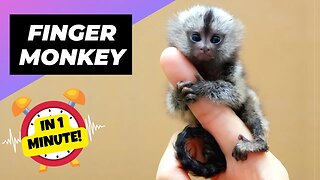 Finger Monkey - In 1 Minute! 🐒 The Cutest Animal In The World - Pygmy Marmoset | 1 Minute Animals