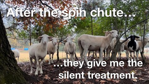 The sheep give me the SILENT TREATMENT! 💔