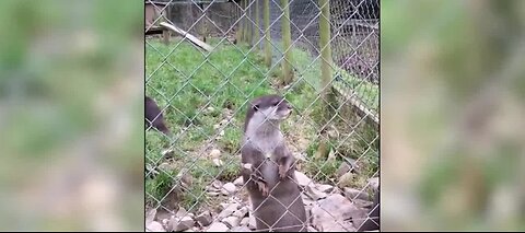 Study shows otters juggle more when hungry