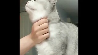 CAT VIDEO