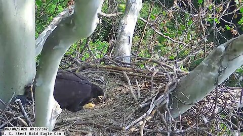 USS Bald Eagle Cam 1 6-4-23 @ 09:27 - Hop does a little aerating to help dry out the nest.