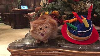 Great Danes Watch Funny Cat Play Under Birthday Hat