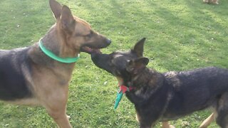 German Shepherd dogs fooling around