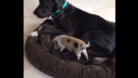 Mini Pig joins Great Dane on dog bed to cuddle