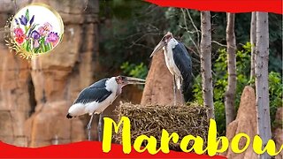 Marabou Stork - UNDERTAKER BIRD