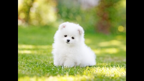 The 25 Cutest Dog Breeds You'll Wish You Could Cuddle All the Time