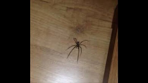 THIS SPIDER BIT HER, WHAT HAPPENS NEXT IS SHOCKING