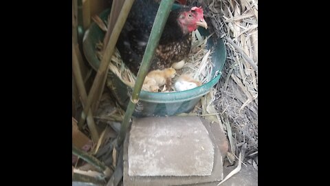 Gallina y sus pollitos