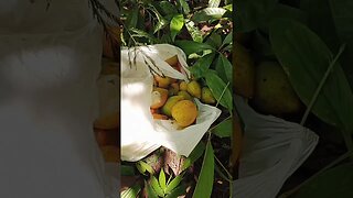 Berburu buah campoleh atau buah sawo mentega #shorts #buah #buahbuahan #manis
