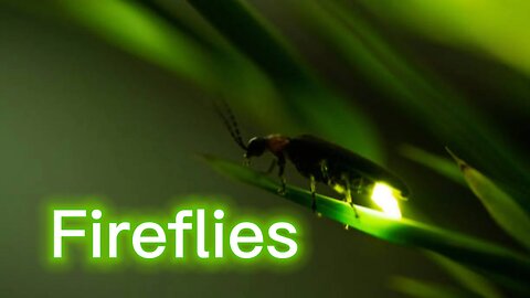 Facts About Fireflies