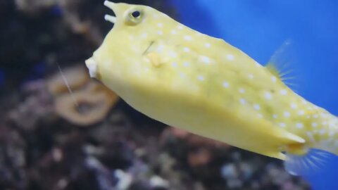 Close up shot of yellow funny fish near corals in aquarium. Animals and nature concept