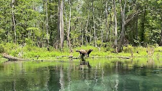 Ichetucknee Springs