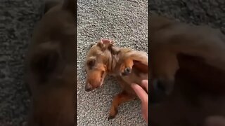 This dog does want belly rubs