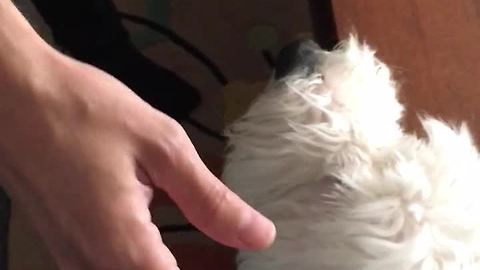Old English Sheepdog protects pregnant woman's belly