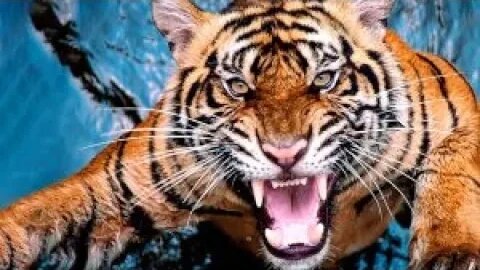 THE WORST THINGS TO DO IN A TIGER ATTACK | Tech & Scirnce |