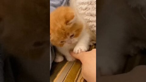 Anak Kucing Viral gemas #short #kucinglucu #kucingmeong #catcutevideo