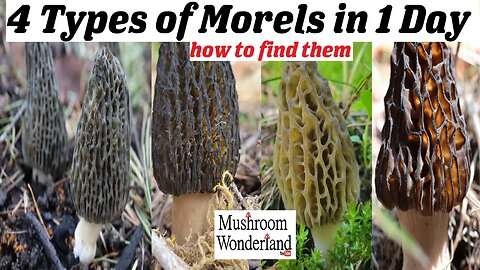 4 types of Morels in 1 day- How to find them!
