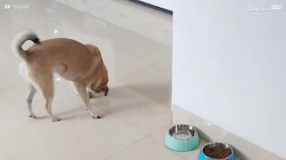 Cão tenta mover objeto que não existe