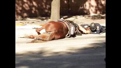 cops chilling on horses