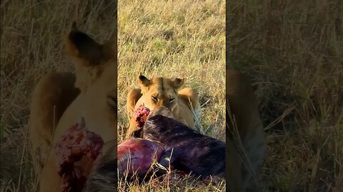 Lioness With Breakfast #shorts | #ShortsAfrica | #Augdailyshorts