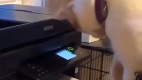Try NOT to Laugh! 😹 This Kitty Battled a Printer...AND LOST! 😹 (#203) #Clips