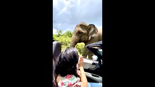 Wild elephants greets couple on the road in Sri Lanka