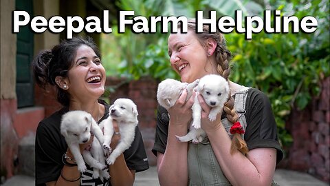 #dogtraining Welcome to the Peepal Farm Helpline! | Animal Rescue | Dog Training | Animal First Aid