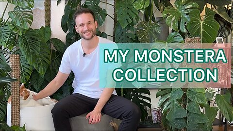 My full Monstera collection - adansonii, dubia, thai constellation, albo etc.