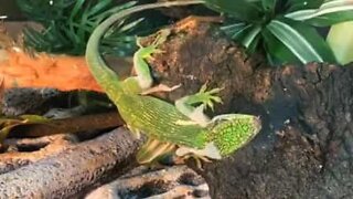 Lizard changes color while shedding skin