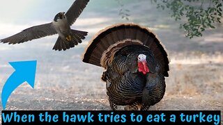 When the hawk tries to eat a turkey