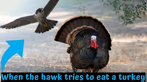 When the hawk tries to eat a turkey