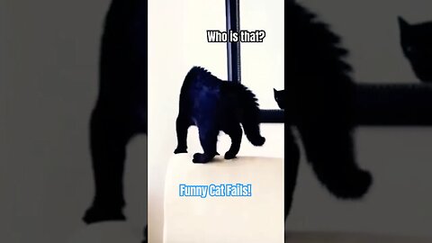 Cat attacks his own reflection! 🤣 | Best cat videos #cats#funny#entertainment