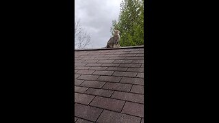 Canu Cat loves to hangout on the roof