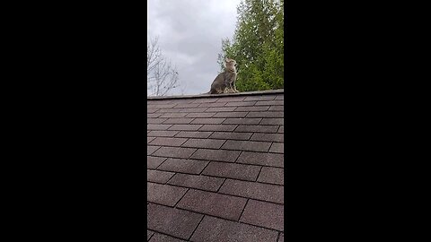 Canu Cat loves to hangout on the roof