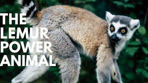 The Lemur Power Animal