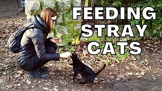 Feeding Stray Cats 😺 Feral Felines Need Love Too