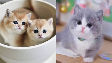 Daily cuteness overload! Little kittens to make you laugh and smile! WATCH AND TRY NOT TO LAUGH!!!