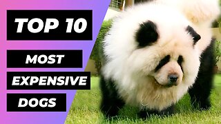 TOP 10 Most EXPENSIVE DOGS in the World | 1 Minute Animals
