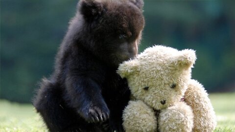 Baby Bear Cubs Playing - An Adorable Compilation.