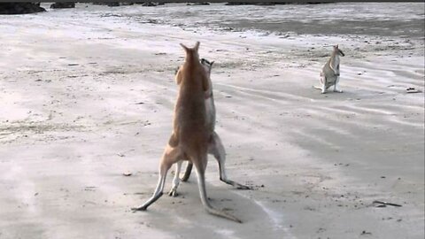 Wallaby Fight on the beach of Cape Hillsborough